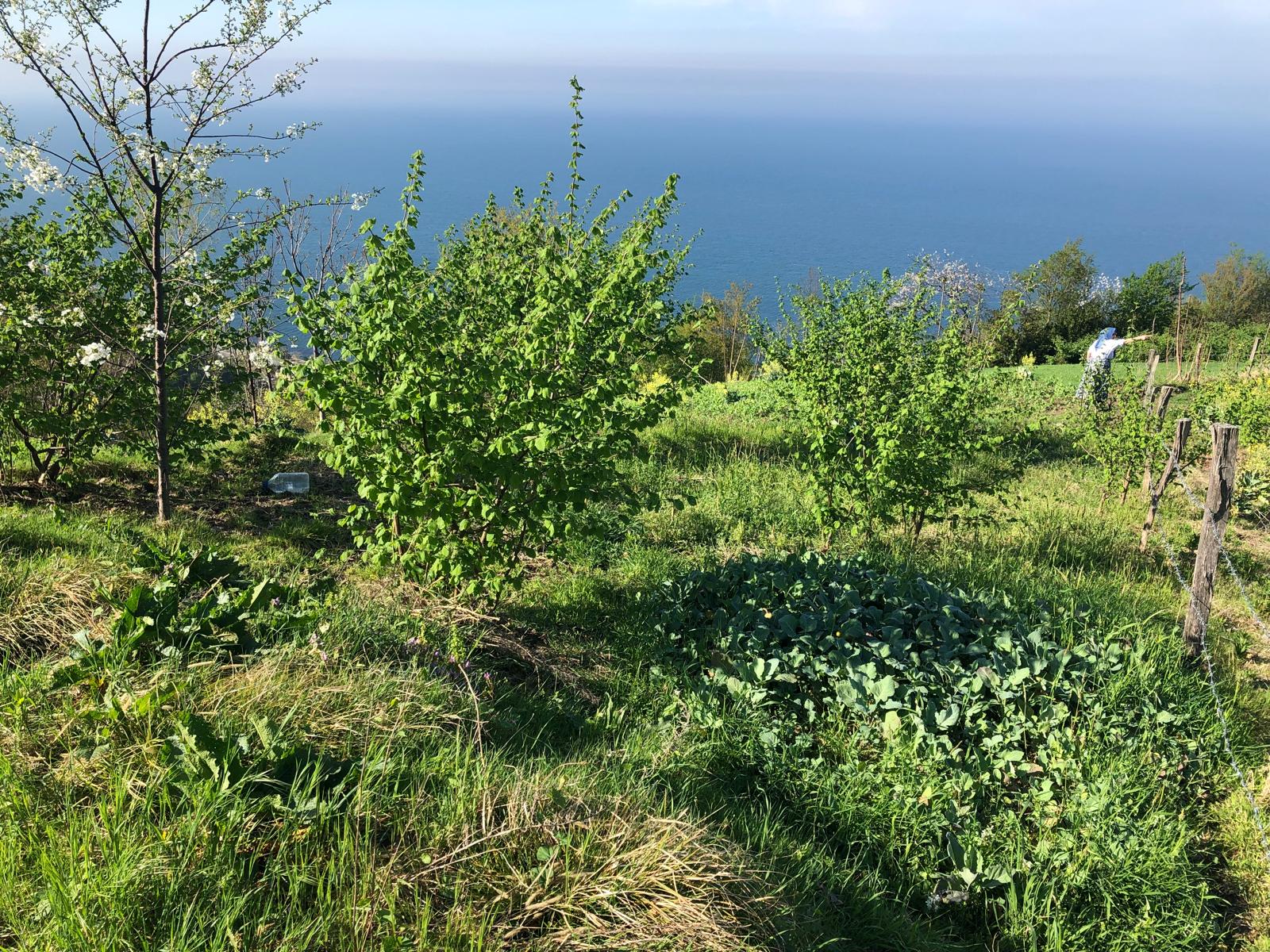 AKÇAABAT MERSİN'DE SAHİL YOLUNA 1 KM MESAFEDE SATILIK ARAZİ